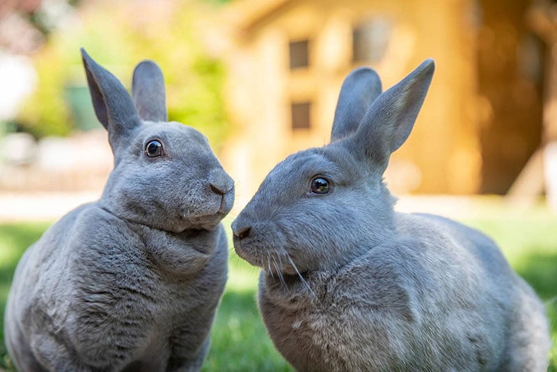 two blue rex rabbits