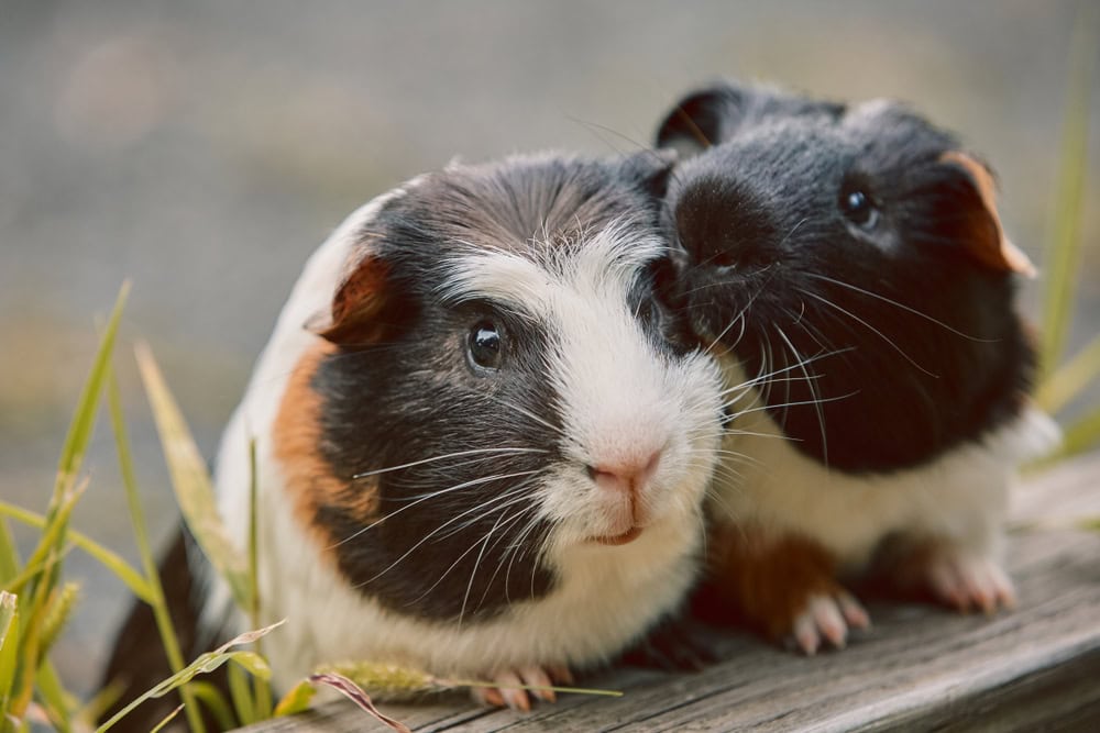 two-cute-guinea-pigs-outdoor
