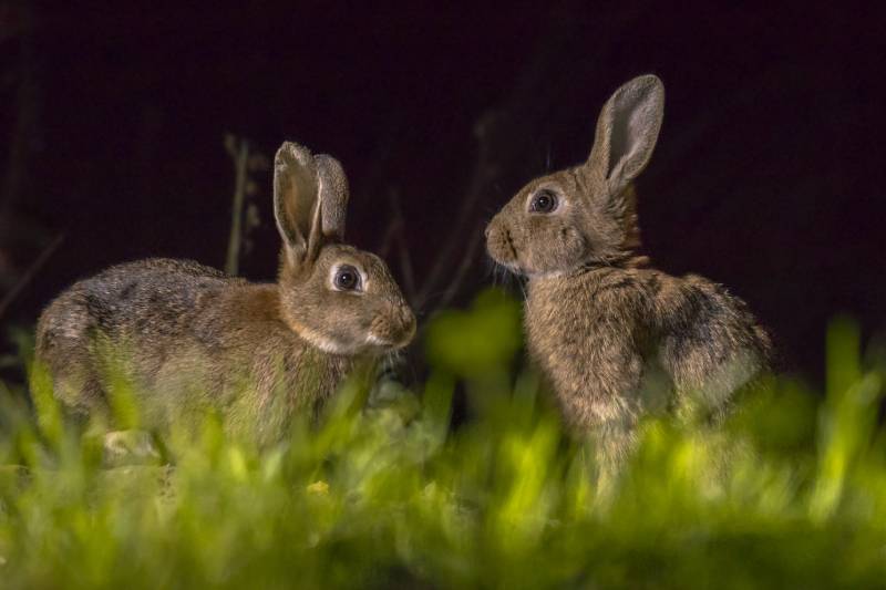 two european rabbits foraging in the dark at night