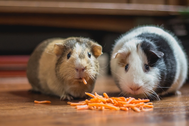 two guinea pigs eating shredded carrots