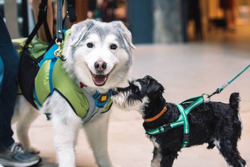 two leashed dogs at a shopping mall