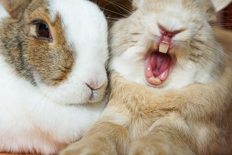 two rabbits, one yawning showing its teeth
