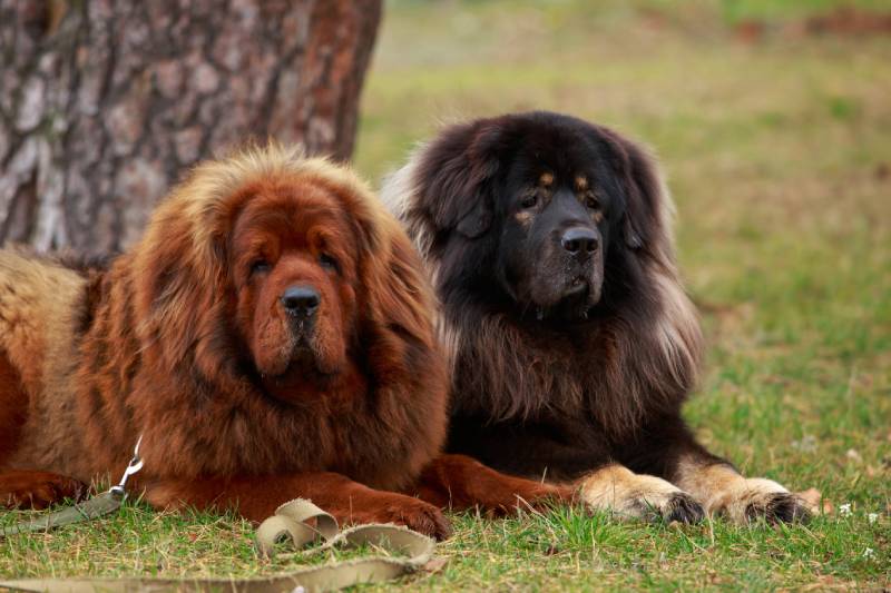 two tibetan mastiff dogs on the grass