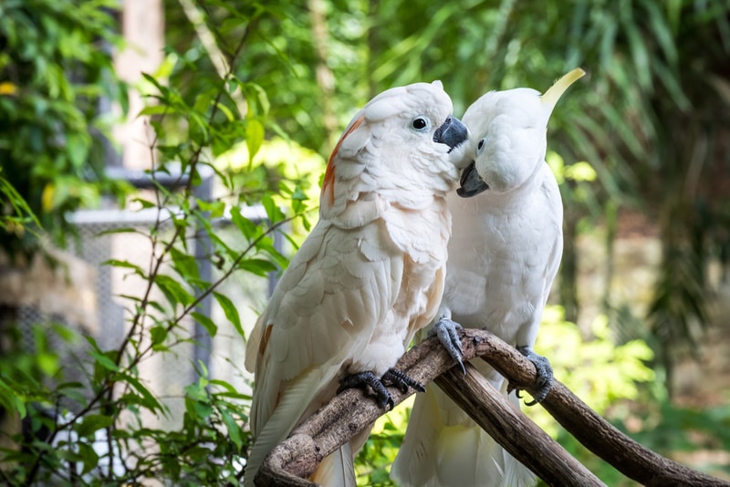 two white cockatoos perching