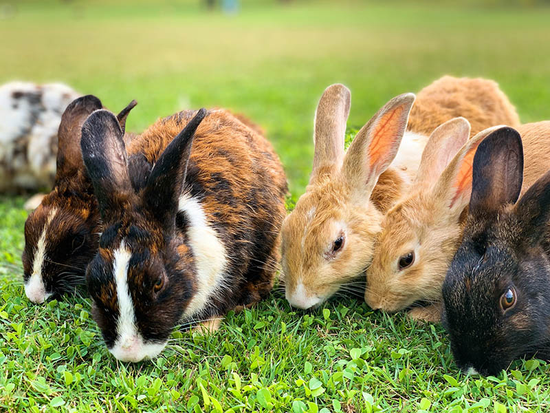 variety of rabbits eating grass
