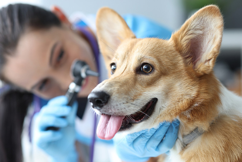 vet checking dog ears