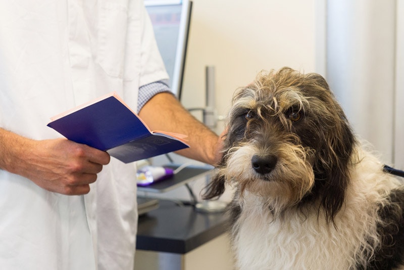 vet checking up a dog with health certificate on his hand