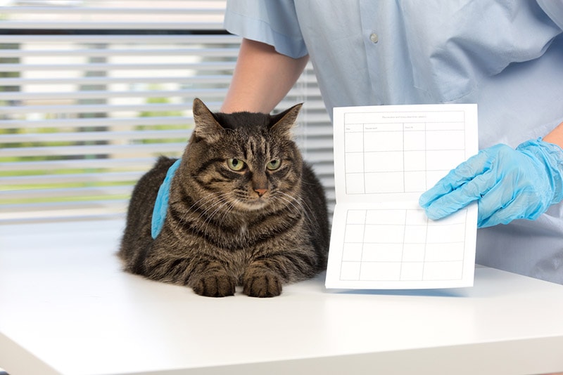 vet checking up the cat while holding a pet health certificate