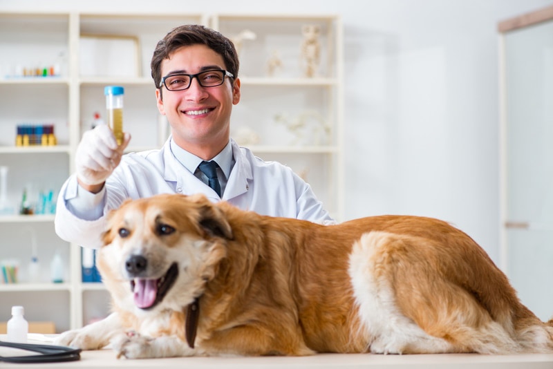 vet holding dog urine sample