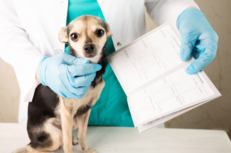 vet holding the dog and a pet health certificate