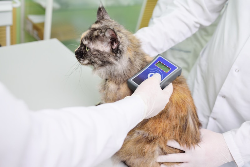 vet scanning for cat microchip
