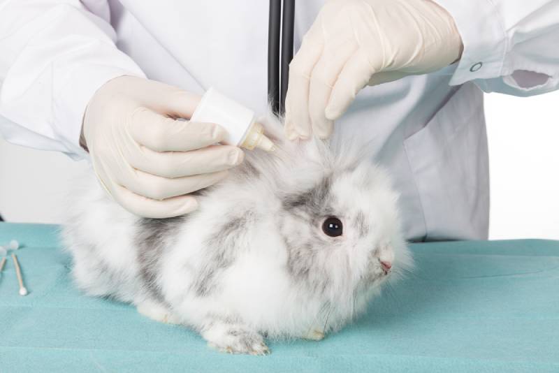 vet treating ear mites in rabbit