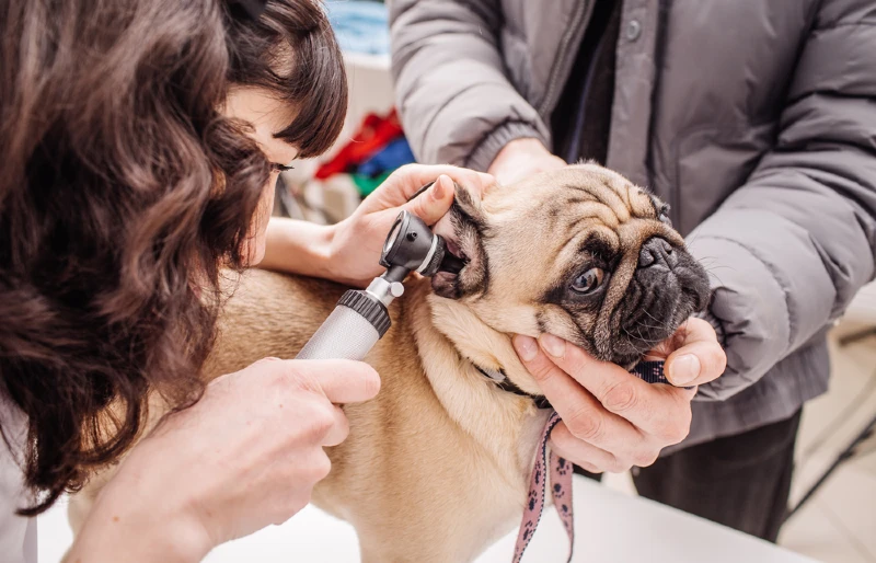 veterinarian examining a pug dog's ear with otoscope