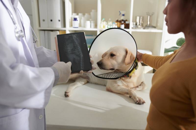veterinarian showing tablet computer with x-ray image of dogs spine to owner