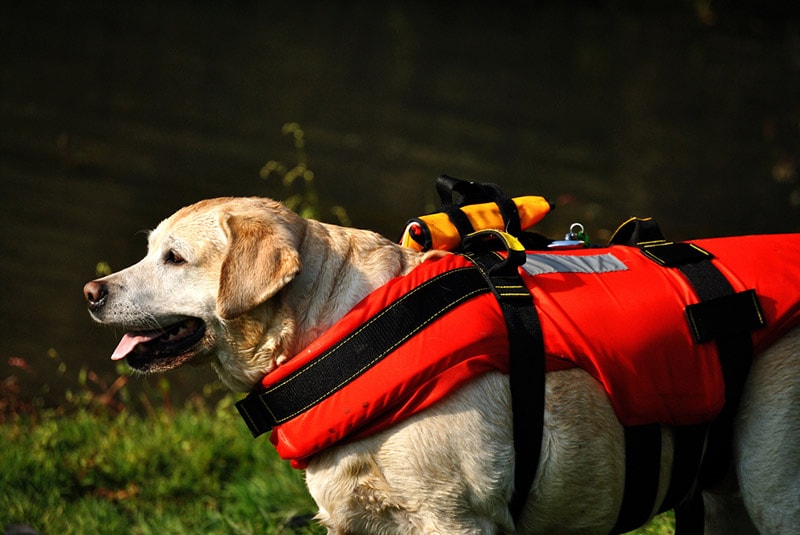 water rescue dog