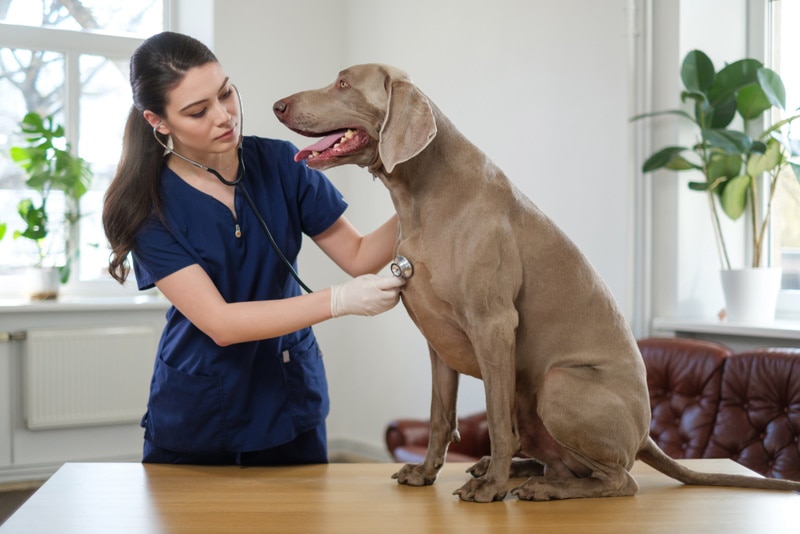 weimaraner dog check by vet
