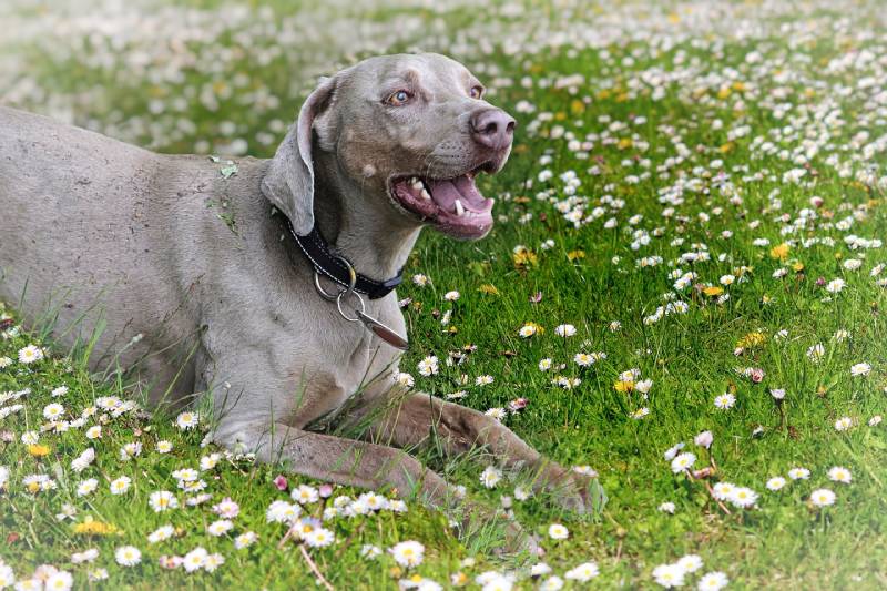 weimaraner dog in the meadows