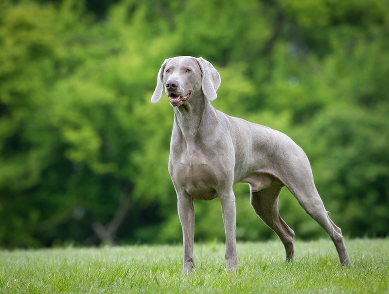 weimaraner dog standing outdoor