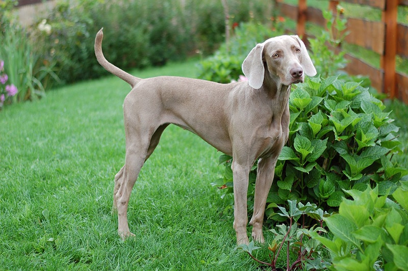 Giant short haired dogs top