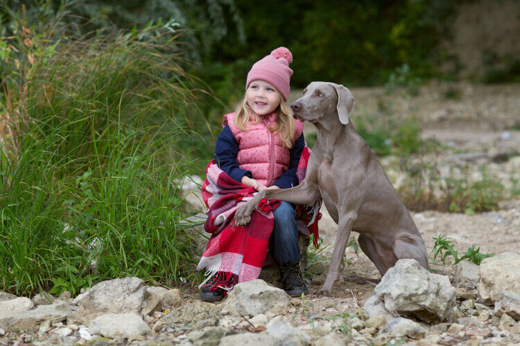Weimaraner good family store dog