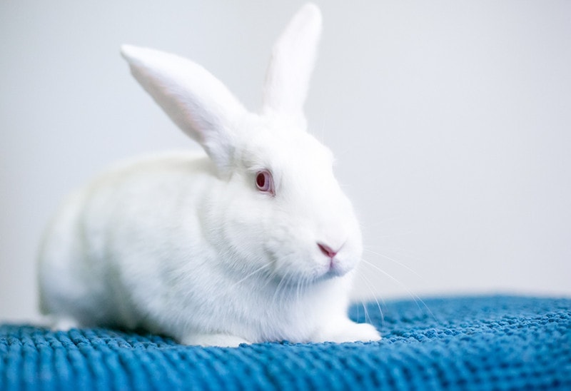 white American rabbit