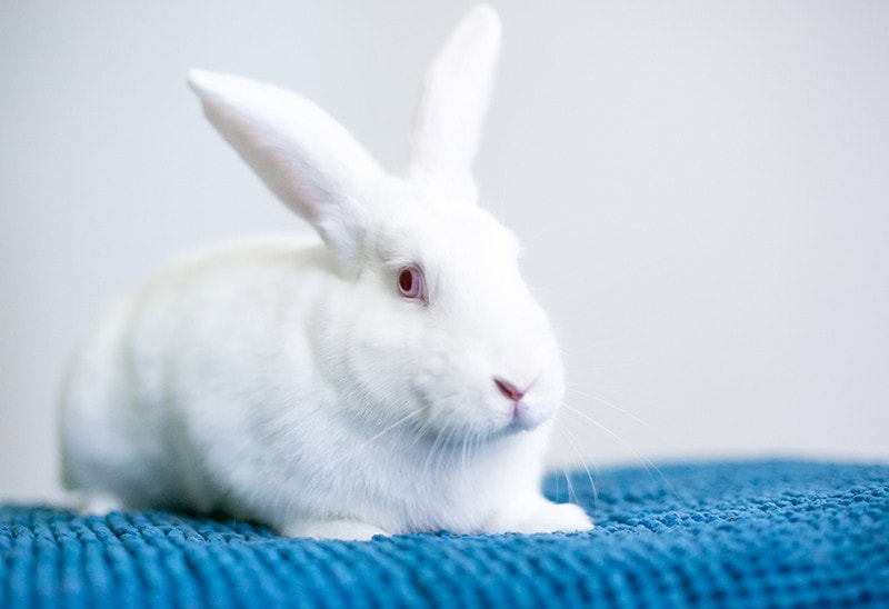 Why Do Rabbits Have Red Eyes? Vet-Approved Facts | Hepper