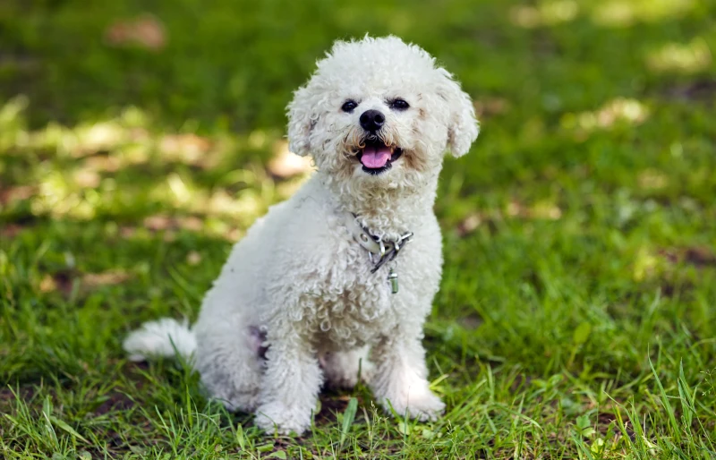 white bichon frise dog sitting on the grass