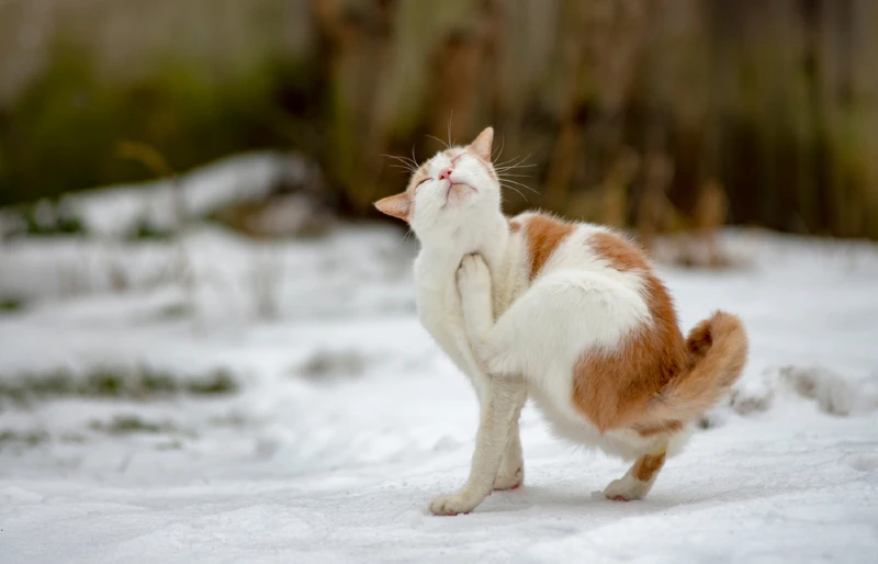 white and orange cat scratching itself outdoors in winter