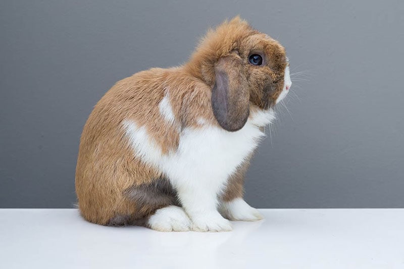 white brown Holland lop rabbit