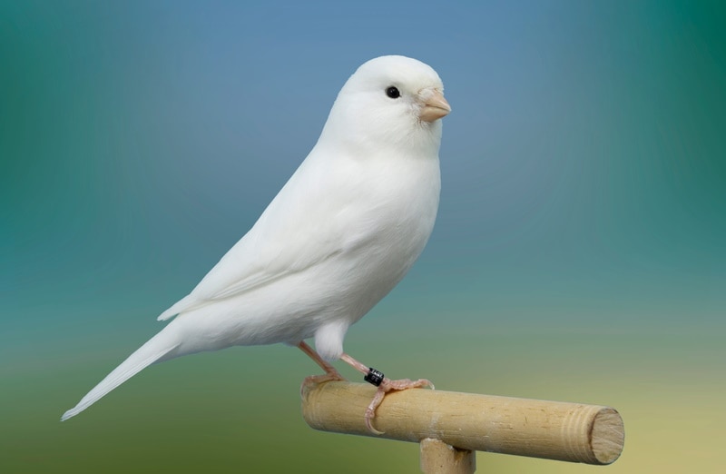 white canary bird perching