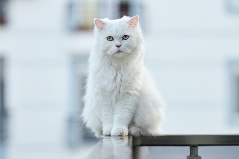 white cat in the balcony