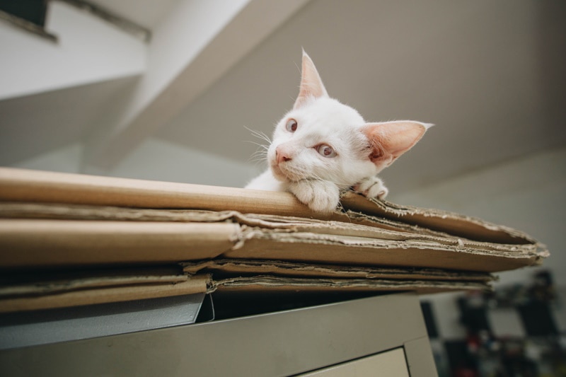 white cat lying on cardboard box