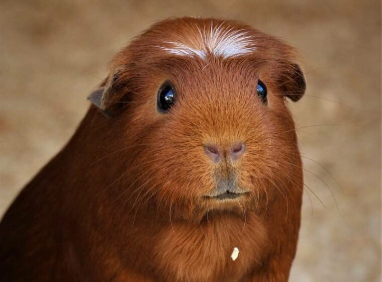 Do Guinea Pigs Blink? Behavior, Anatomy & FAQ | Hepper