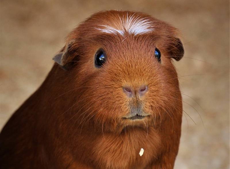 white crested guinea pig