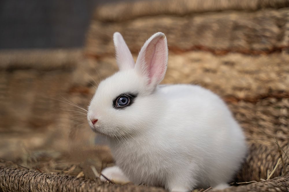 White hotot rabbit on wicker basket