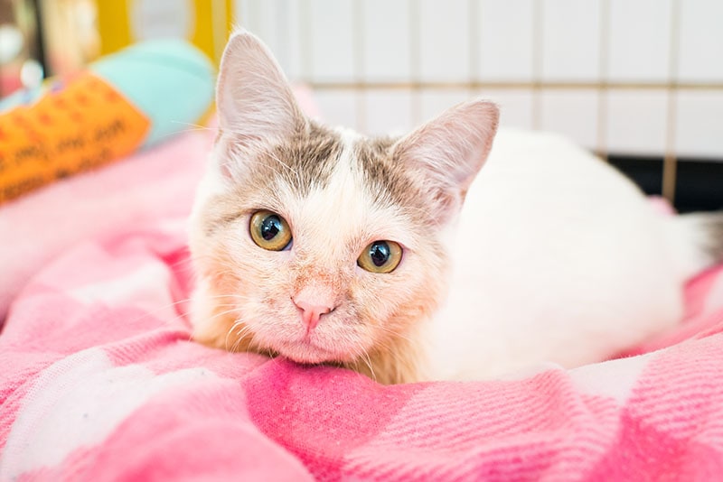 white kitten with cerebellar hypoplasia