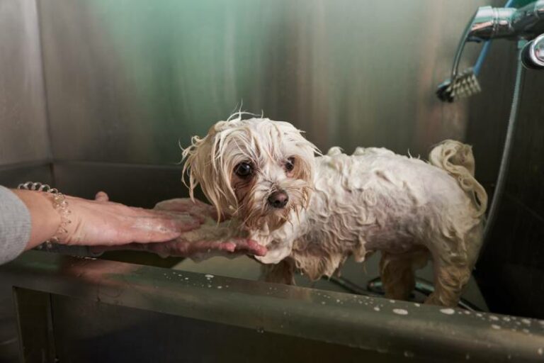 How Often to Bathe a Maltese? VetApproved Tips & Advice Hepper