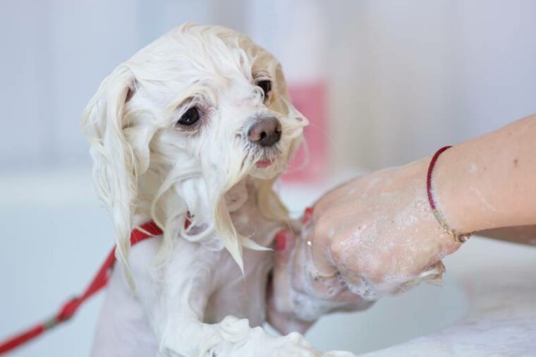 How Often to Bathe a Maltese? VetApproved Tips & Advice Hepper