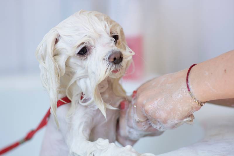 white maltese dog is groomed in salon
