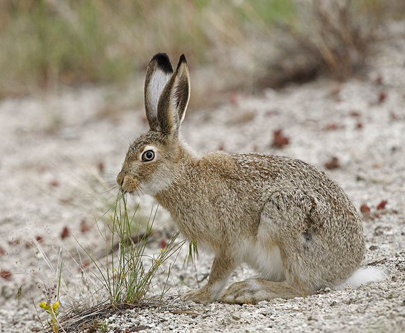 Swimming Rabbits Caught on Camera 