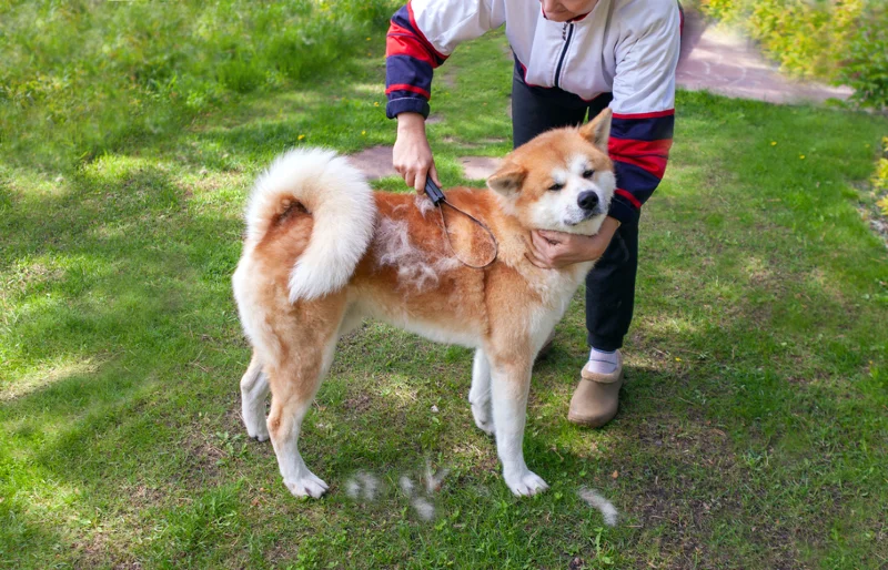 woman brushing the fur of akita inu dog