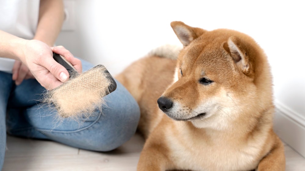 woman combing hair of Shiba Inu dog with comb brush