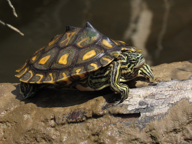 yellow blotched map turtle