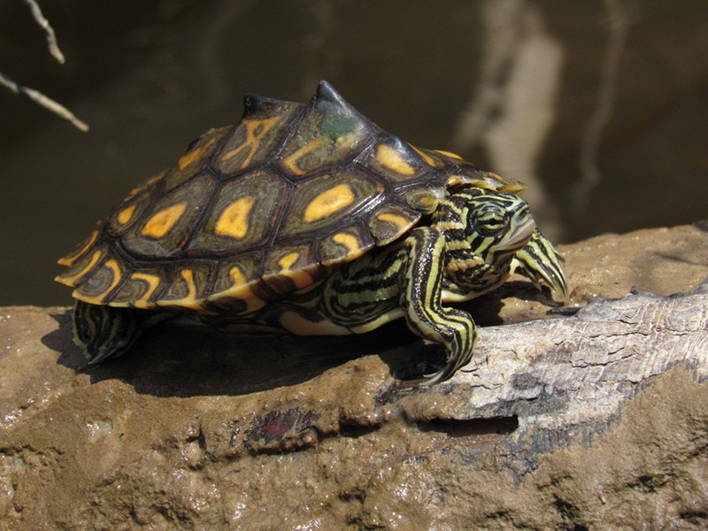 How Long Can Turtles Stay Out of Water? VetReviewed Facts Hepper