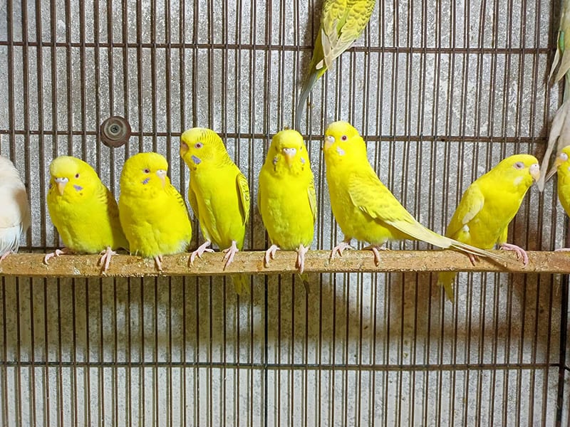 yellow budgies inside the cage