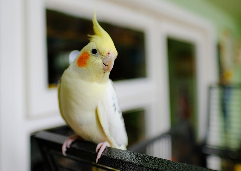 young male cockatiel on its cage