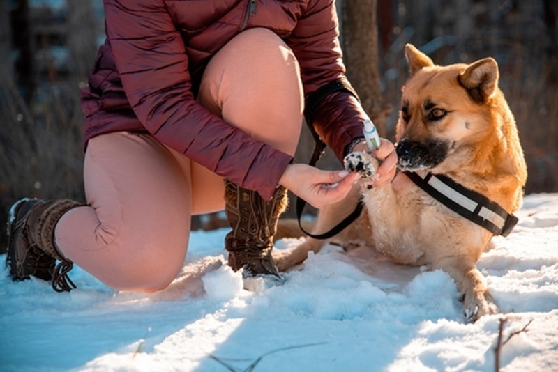 Applying vaseline cream on dogs paw