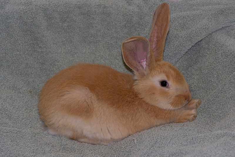 Baby british giant rabbit lying on carpet