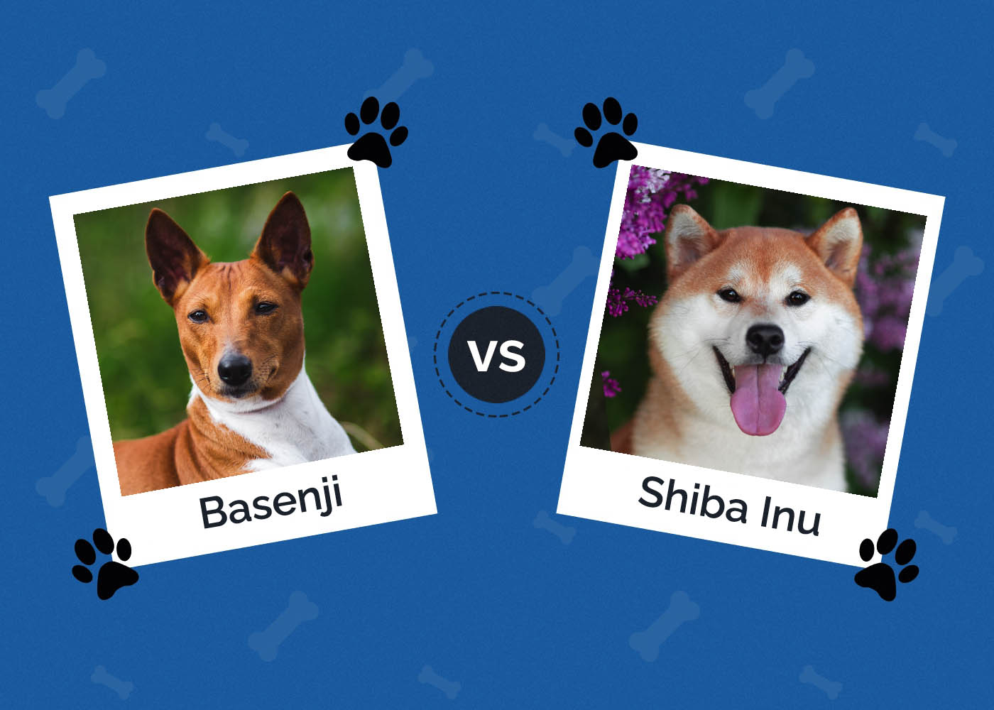 Basenji vs Shiba Inu
