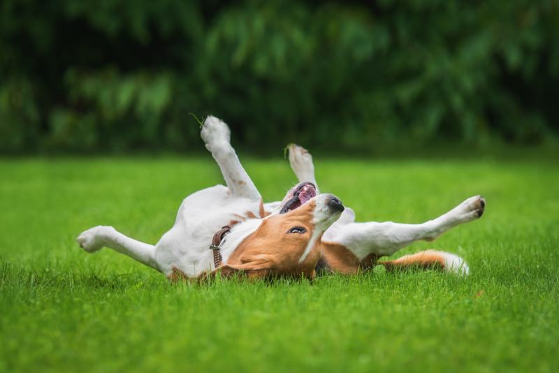 Beagle dog rolling having fun on the grass